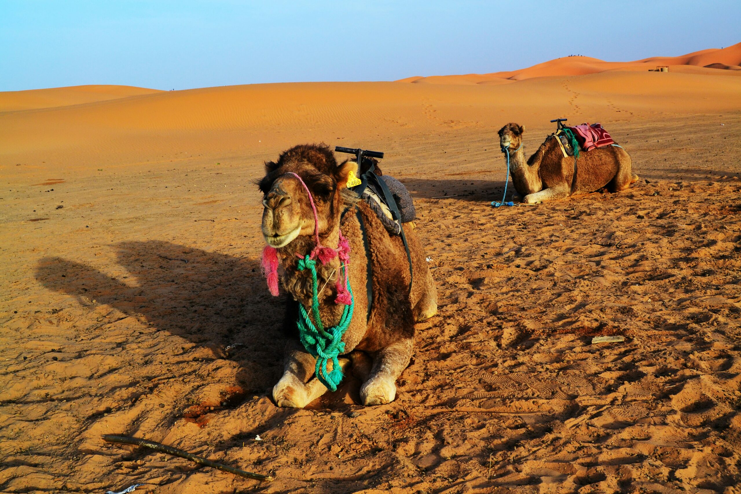 Morocco desert