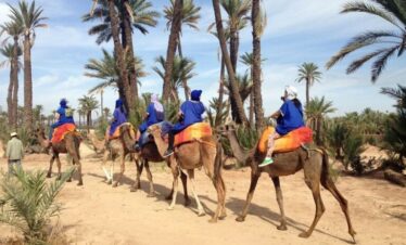 Camel Ride in Marrakech Palm Grove