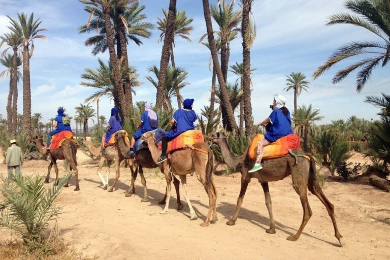 Camel Ride in Marrakech Palm Grove