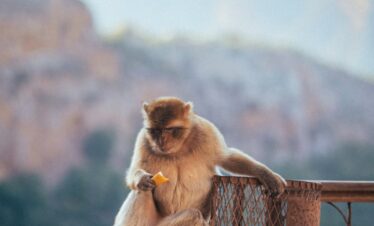 a monkey sitting on a fence eating something