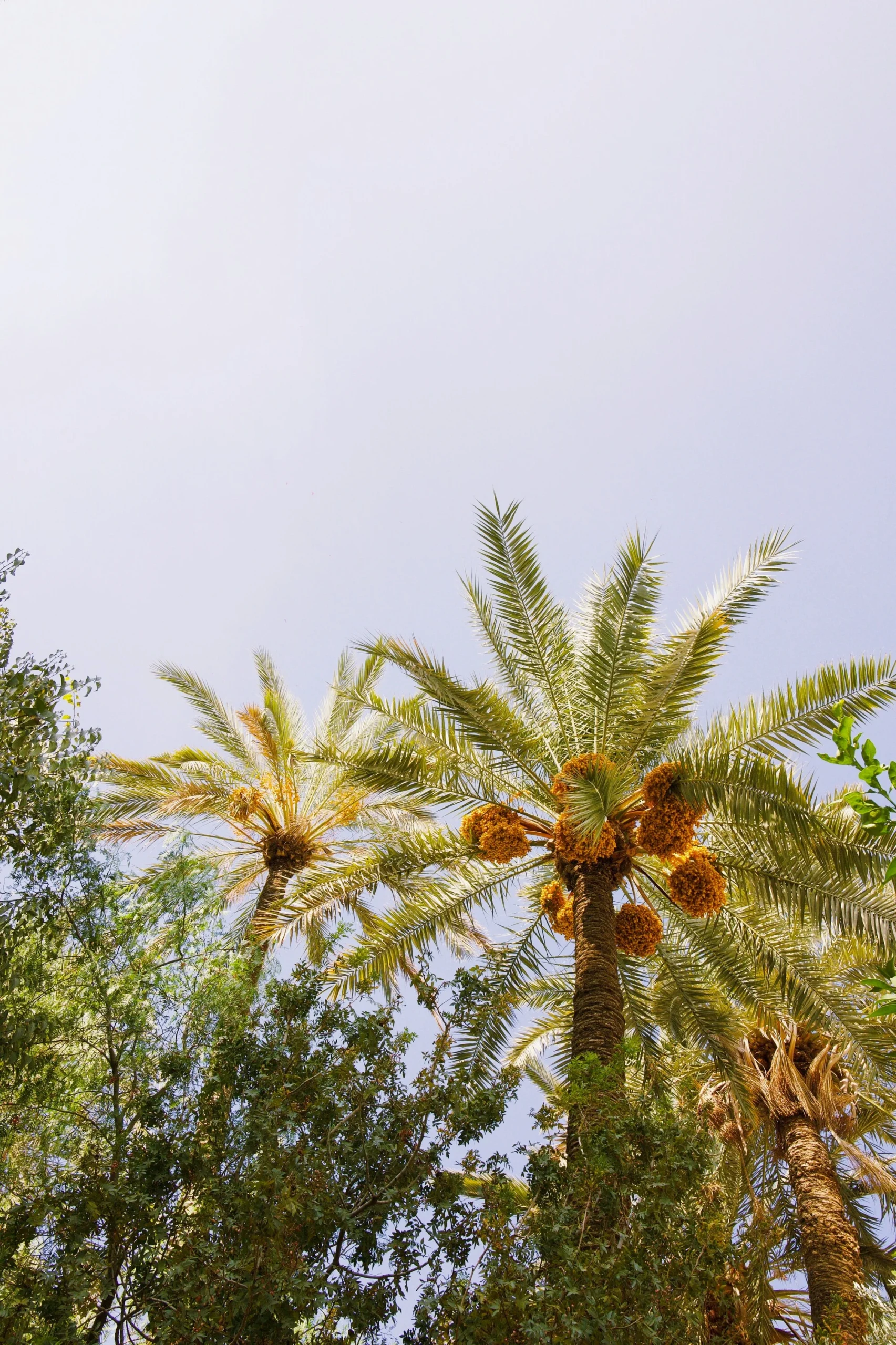 Morocco palm