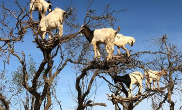 Day trip to Eassaouira From Marrakech