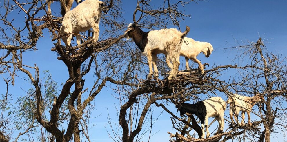 Day trip to Eassaouira From Marrakech