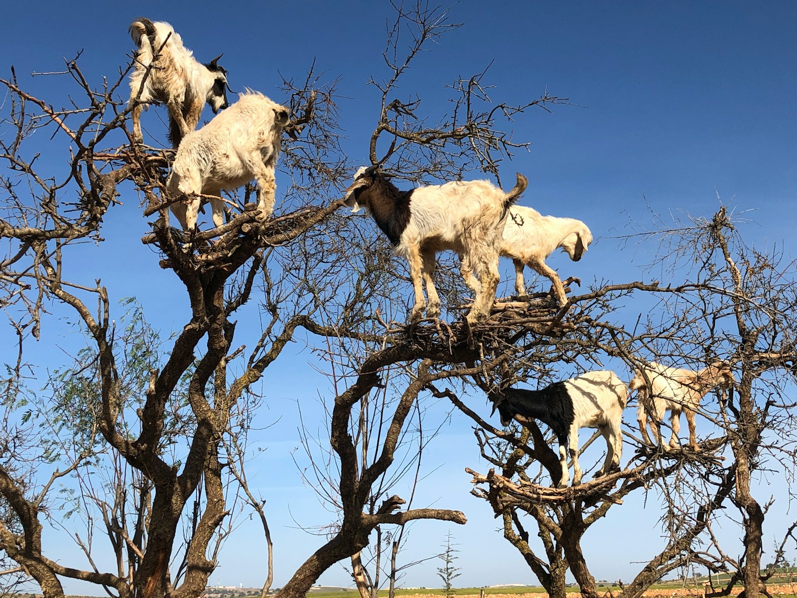 Day trip to Eassaouira From Marrakech
