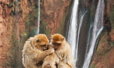 two monkeys sitting on top of each other in front of a waterfall