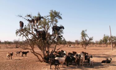 herd of sheep on brown field during daytime